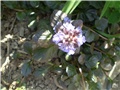 ajuga